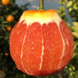 秭归血橙 新鲜手剥，当季“中华红肉脐橙”批发指南
