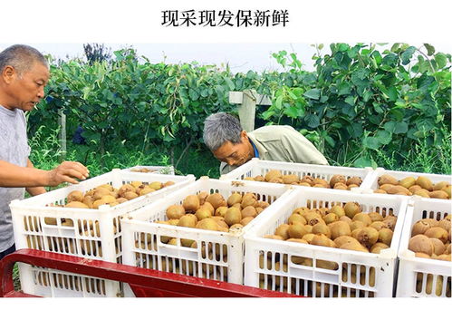 陕西周至绿色心猕猴桃 当季奇异果的新鲜水果批发指南