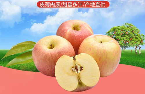 山西高原红富士 探秘脆甜冰糖心苹果的独特魅力与批发优势