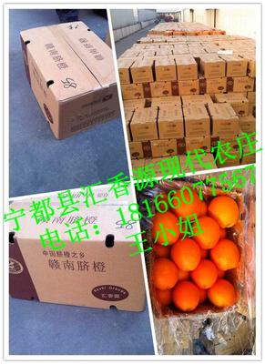 火热预定应季新鲜赣南脐橙 柑橘基地橙子批发 祛斑养颜水果图片_高清图_细节图-宁都县汇香源现代农庄