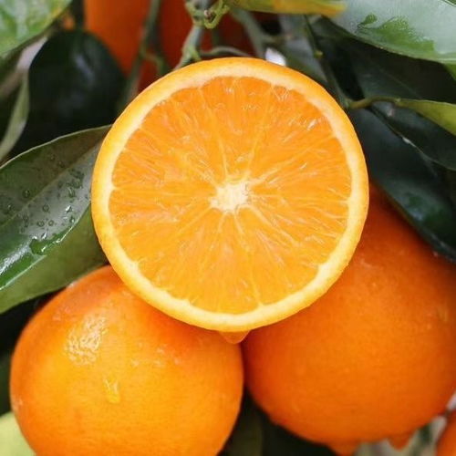 秭归脐橙 从枝头鲜到舌尖的甜蜜馈赠