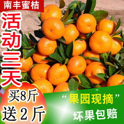 应季蜜桔正当时 从薄皮小红蜜到经典沙糖桔，新鲜水果批发指南