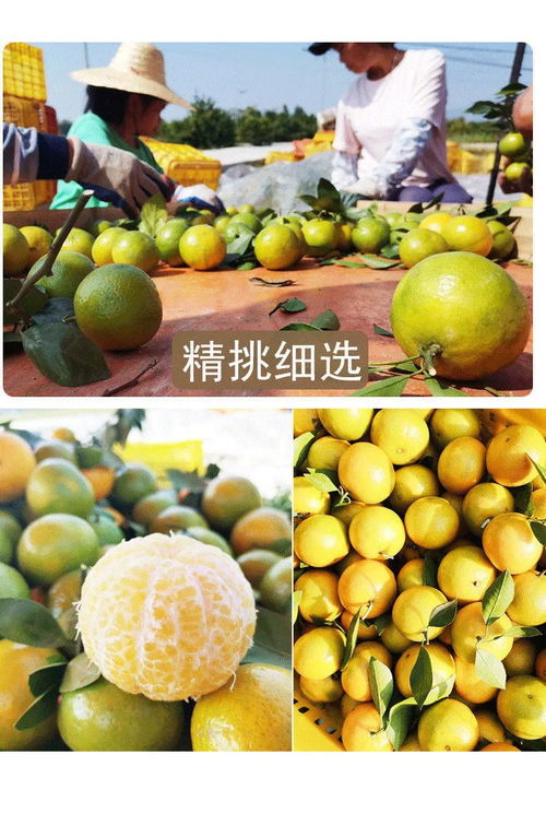 广西皇帝柑 薄皮多汁的“贡柑”传奇，孕妇与家庭皆宜的当季鲜果